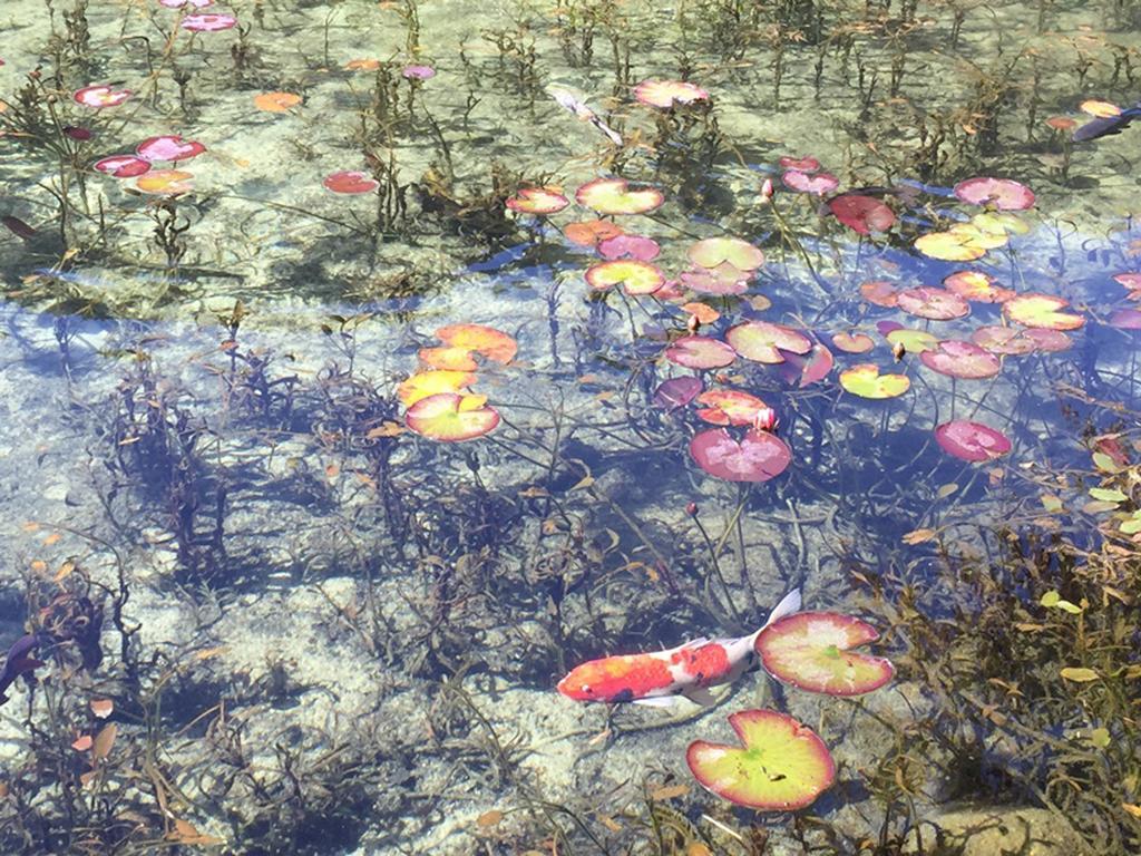 Miyako Hotel Gifu Nagaragawa Экстерьер фото Water lily
